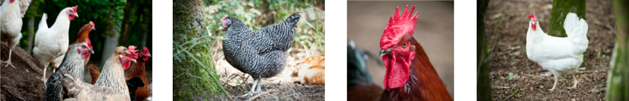 Martins Wood Farm-&nbsp;The home of point of lay hybrid hens for sale in East Sussex, West Sussex, Kent and Surrey.